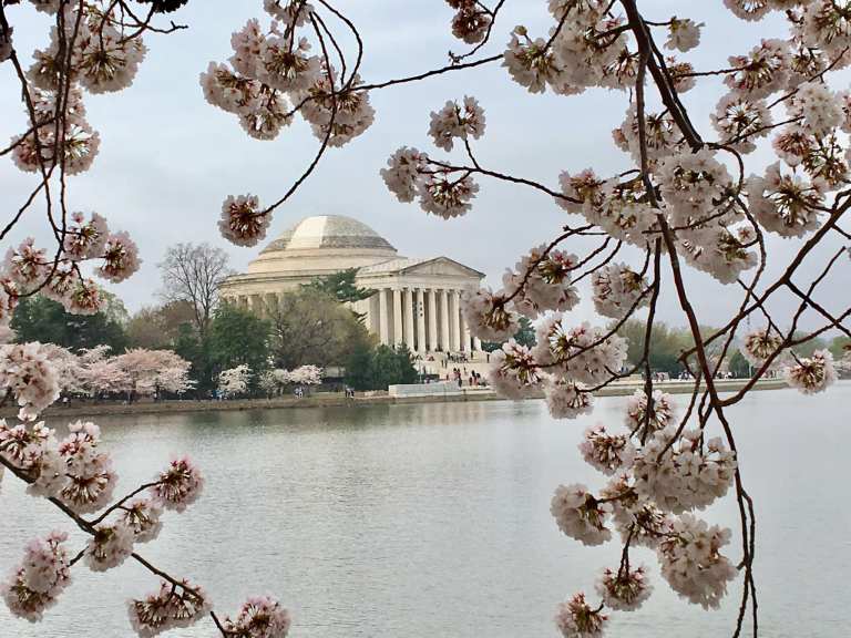 Springtime in Washington, DC; cherry blossoms in America's capital.