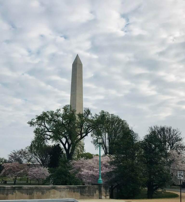 Cherry blossoms in front of the Washington Monument.